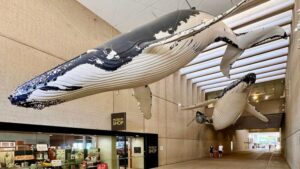 Museum of Brisbane