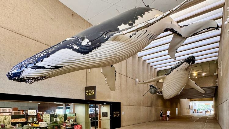 Museum of Brisbane