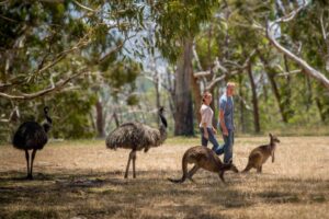 Cleland Wildlife Park