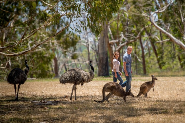 Cleland Wildlife Park